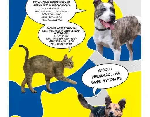 Bytom: darmowe czipowanie psów i kotów — akcja miasta przeciw bezdomności zwierząt